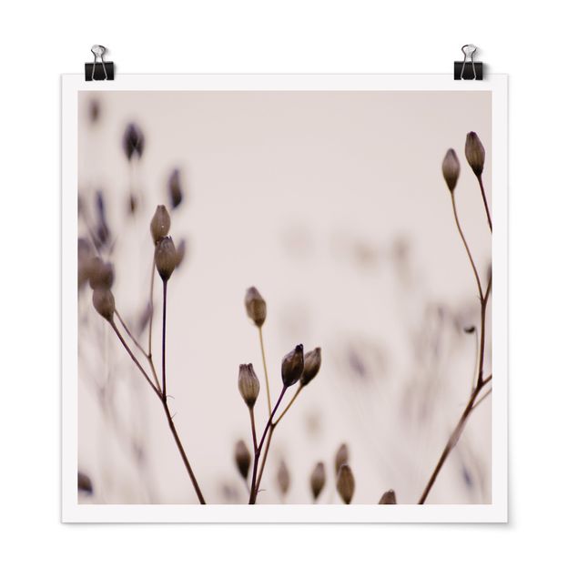 Obrazy motywy kwiatowe Ciemne pąki na gałęzi dzikiego kwiatu