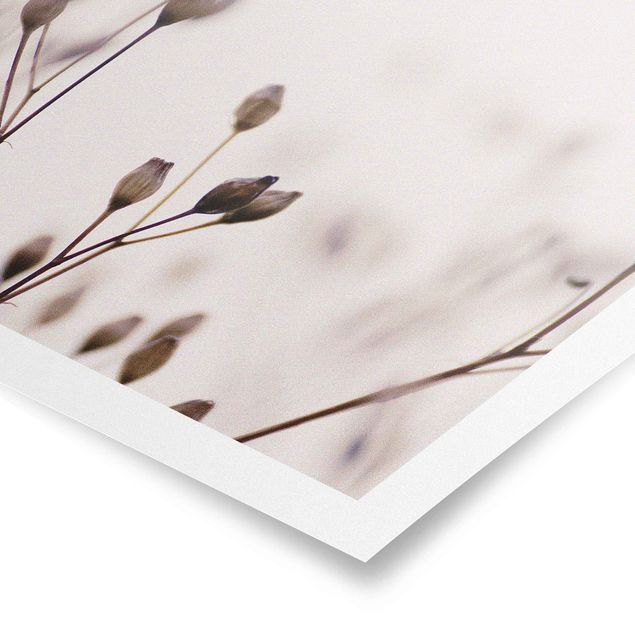 Obrazy Ciemne pąki na gałęzi dzikiego kwiatu