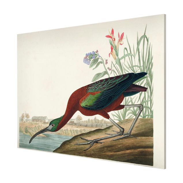 Obrazy ze zwierzętami Tablica edukacyjna w stylu vintage Brązowy ibis
