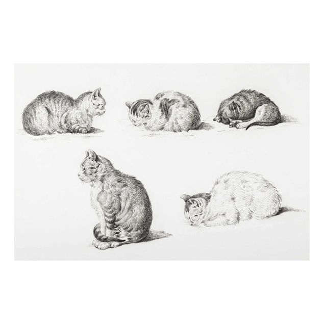 Obrazy na szkle zwierzęta Rysunek w stylu vintage Kot I