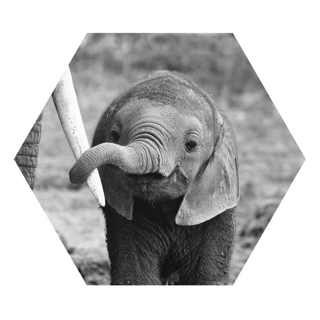 Słoń obraz Baby słoń