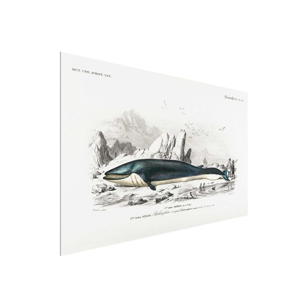 Obrazy do salonu nowoczesne Tablica edukacyjna w stylu vintage Błękitny wieloryb