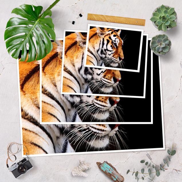 Obrazy Tiger Beauty