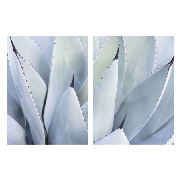 Obrazy z motywem kwiatowym Liście Agawy