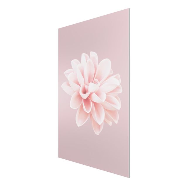 Obrazy nowoczesny Kwiat dalii Lawendowy Różowy Biały