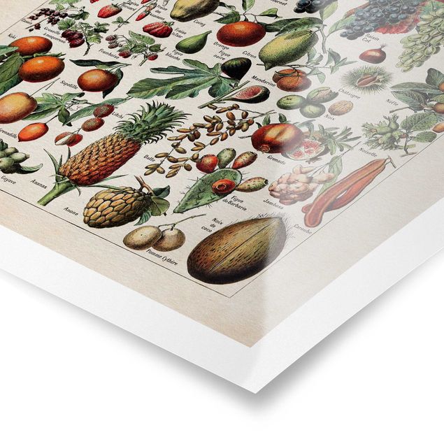Obrazy motywy kwiatowe Tablica edukacyjna w stylu vintage Owoce