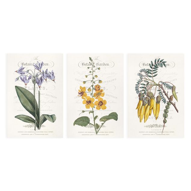 Obrazy retro Zestaw tablic botanicznych I