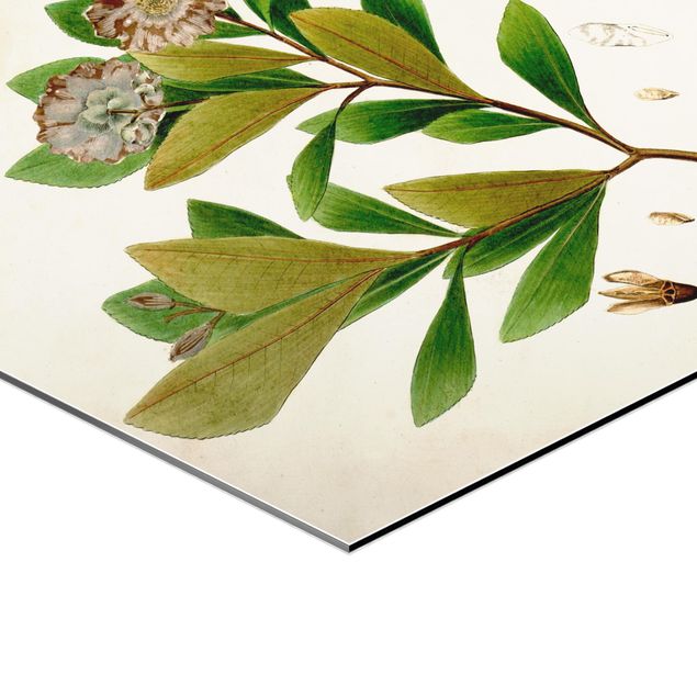 Obraz heksagonalny z Alu-Dibond - Tablica poglądowa drzew liściastych V