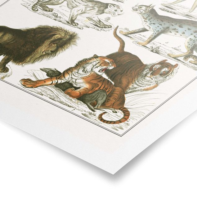 Obrazy vintage Tablica edukacyjna w stylu vintage Lew, tygrys i szakal