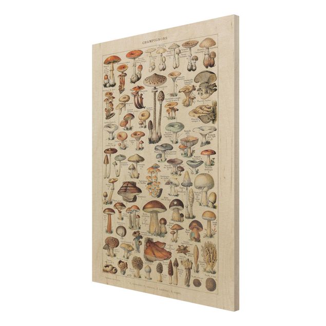 Obrazy na drewnie Tablica edukacyjna w stylu vintage Grzyby