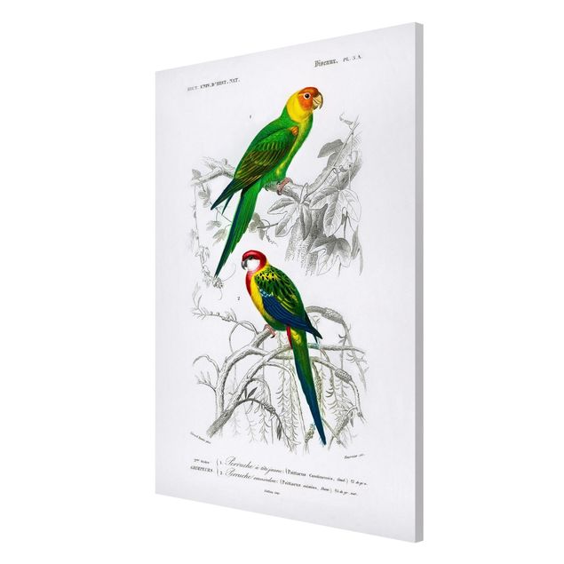 Obrazy zwierzęta Tablica edukacyjna w stylu vintage Dwie papugi Zielona Czerwona