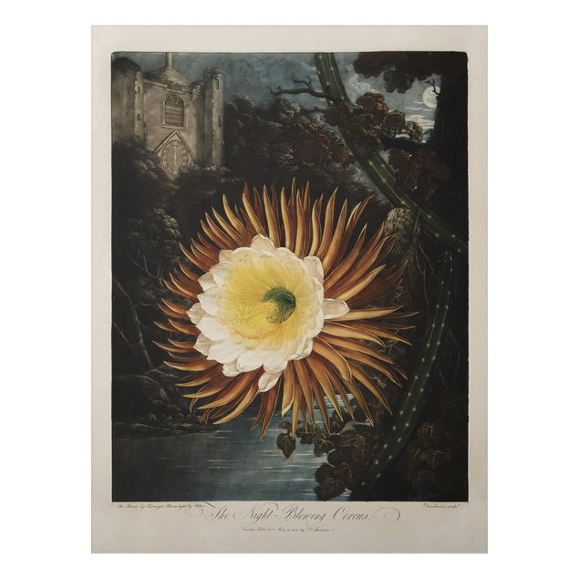 Obrazy do salonu nowoczesne Botanika Vintage Ilustracja kwiatu kaktusa