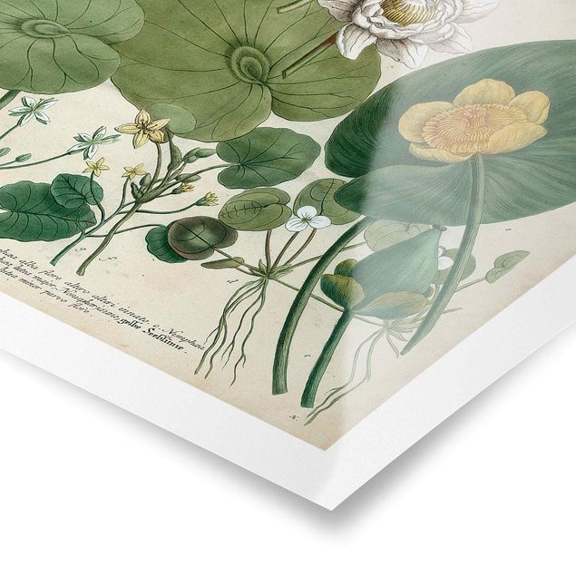 Zielony obraz Ilustracja w stylu vintage Biała lilia wodna