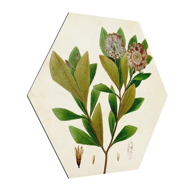 Obraz heksagonalny z Alu-Dibond - Tablica poglądowa drzew liściastych V