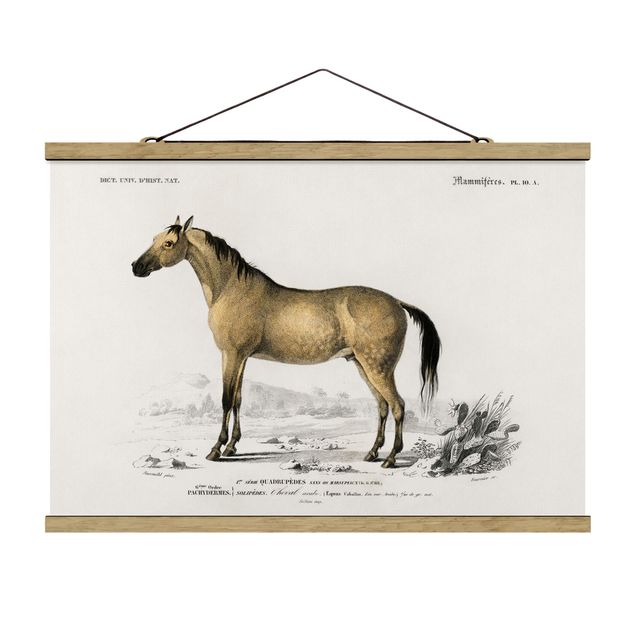 Obrazy ze zwierzętami Tablica edukacyjna w stylu vintage Koń