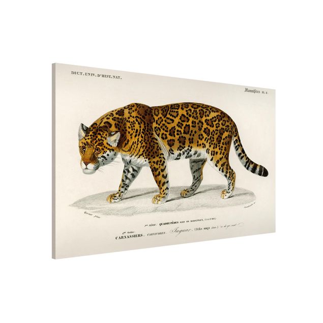 Dekoracja do kuchni Tablica edukacyjna w stylu vintage Jaguar