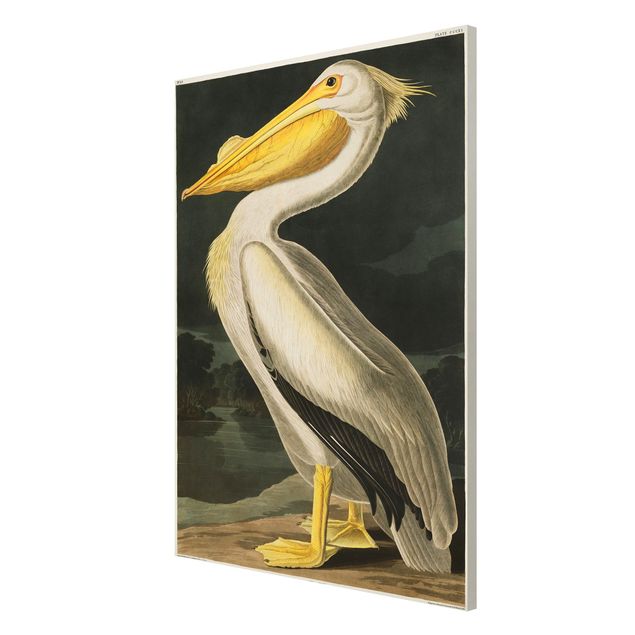 Zwierzęta obrazy Tablica edukacyjna w stylu vintage Pelikan biały