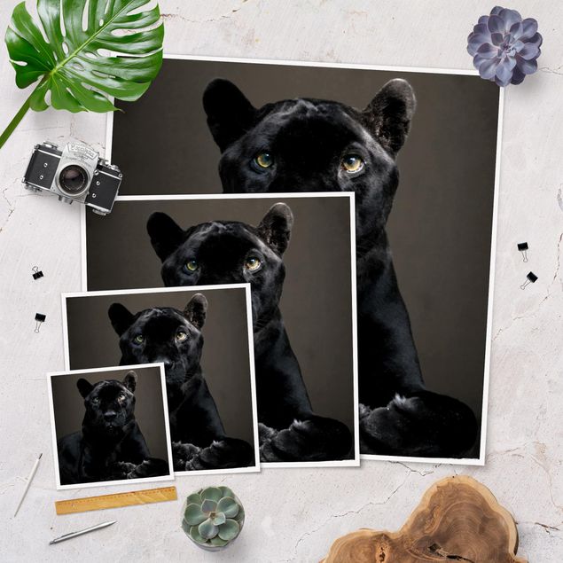 Plakaty ze zwierzętami Czarna Puma