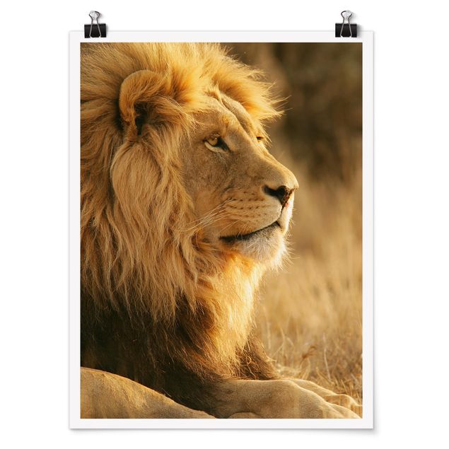 Zwierzęta obrazy Król lew