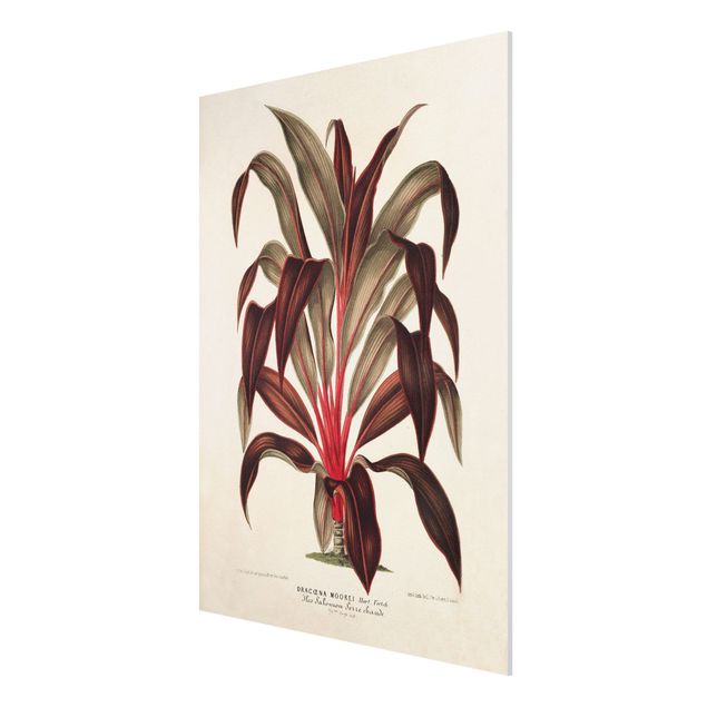 Obrazy do salonu Botanika Vintage Ilustracja smoka drzewa
