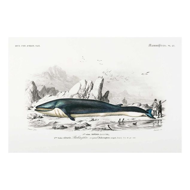 Zwierzęta obrazy Tablica edukacyjna w stylu vintage Błękitny wieloryb