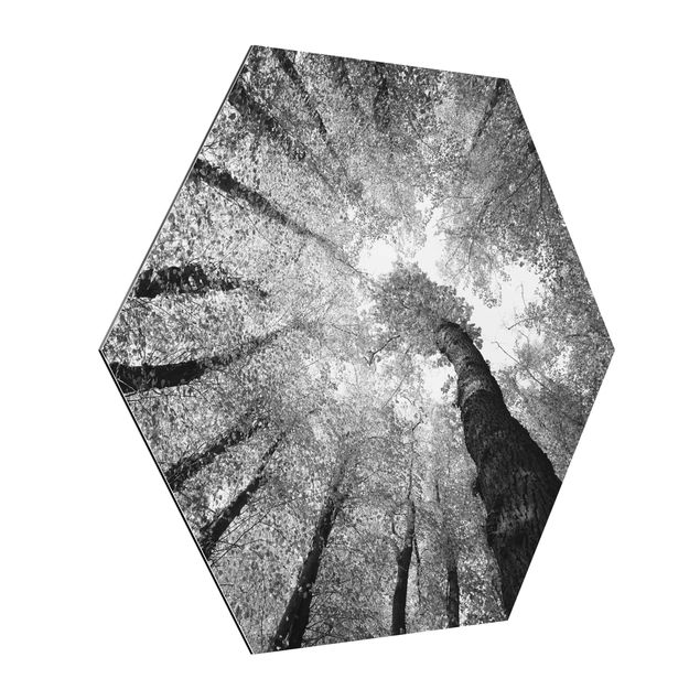 Obraz heksagonalny z Alu-Dibond - Drzewa życia II