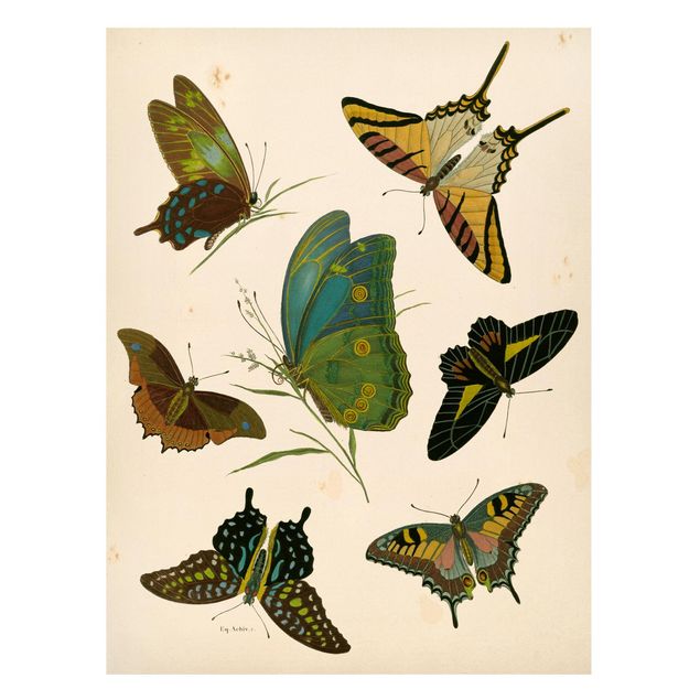 Obrazy do salonu Ilustracja w stylu vintage Motyle egzotyczne