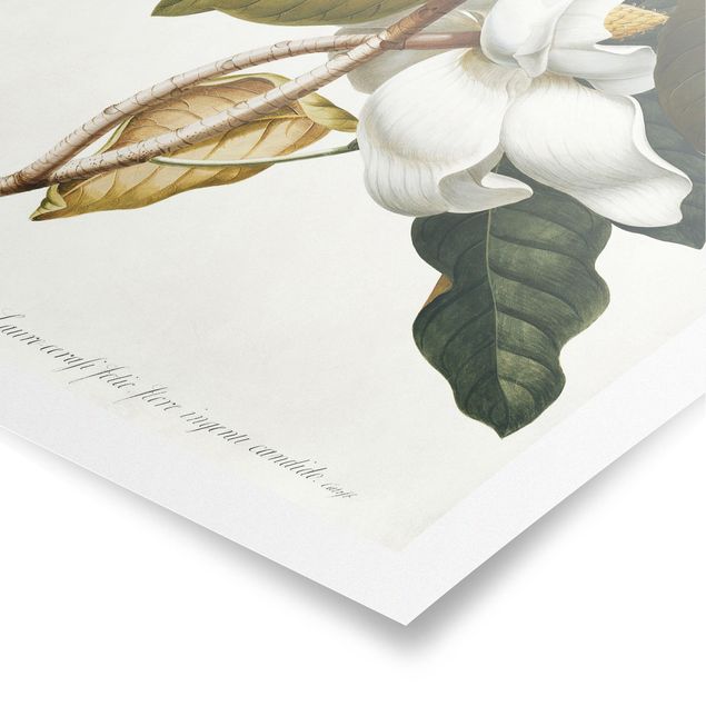 Obrazy kwiatowe Georg Dionysius Ehret - Magnolia