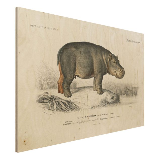 Dekoracja do kuchni Tablica edukacyjna w stylu vintage Hipopotam