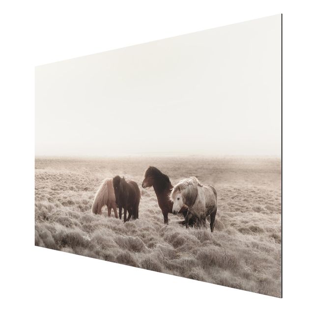Obrazy nowoczesny Islandzkie dzikie konie