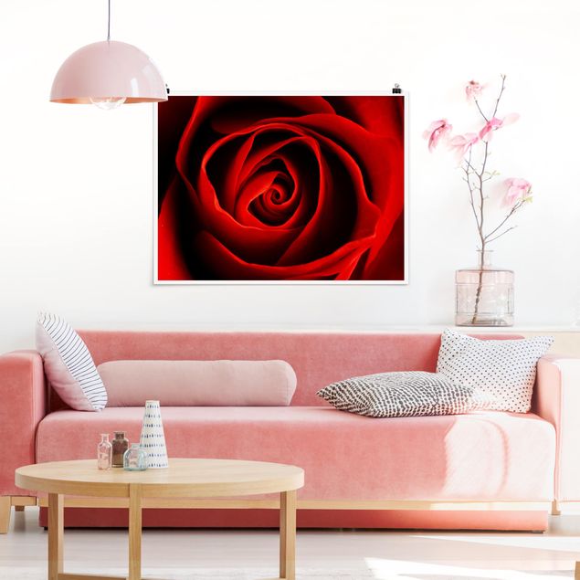 Obrazy do salonu Piękna róża