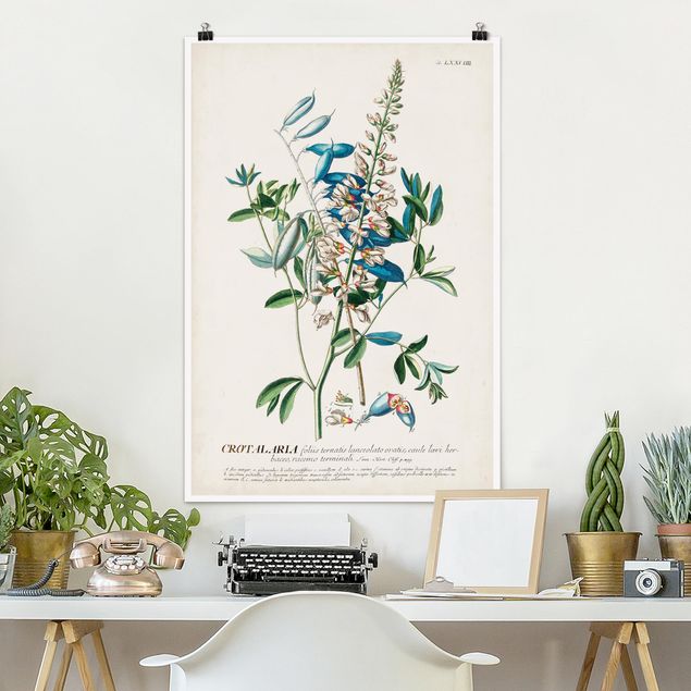 Dekoracja do kuchni Vintage Botanika Ilustracja Rośliny strączkowe