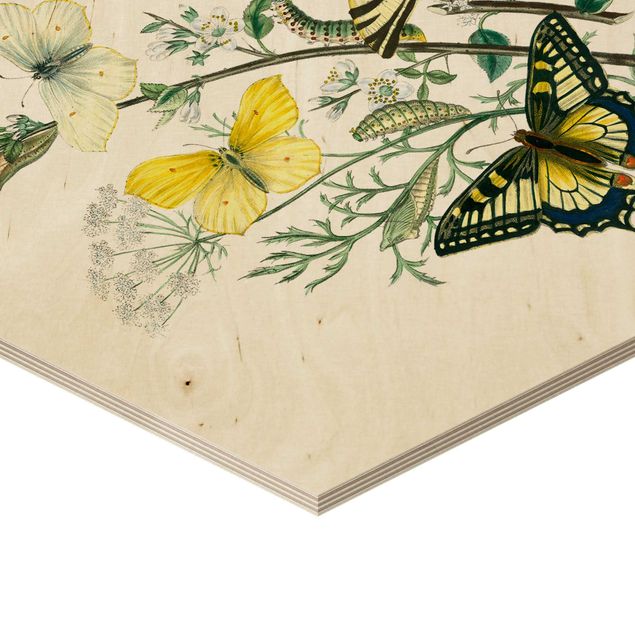 Obraz heksagonalny z drewna - Motyle brytyjskie III