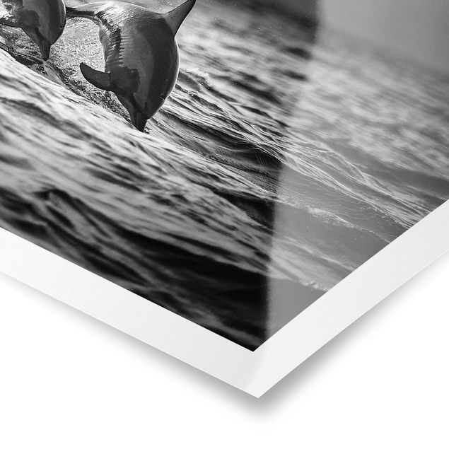Obrazki czarno białe Dwa skaczące delfiny