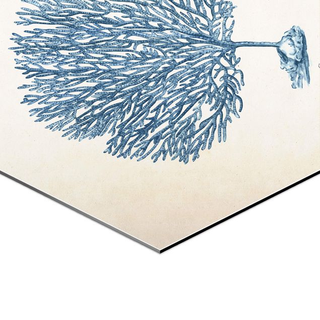 Obraz heksagonalny z Alu-Dibond 2-częściowy - Zestaw do badania koralowców morskich I
