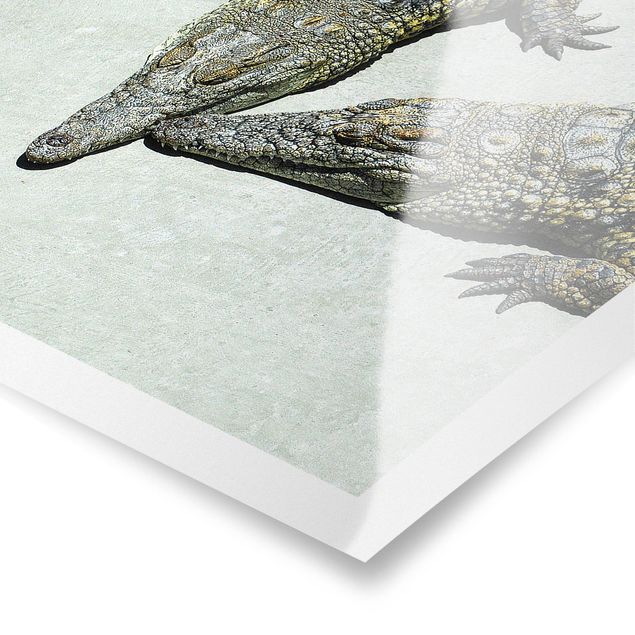 Plakaty zwierzęta Romans krokodyla