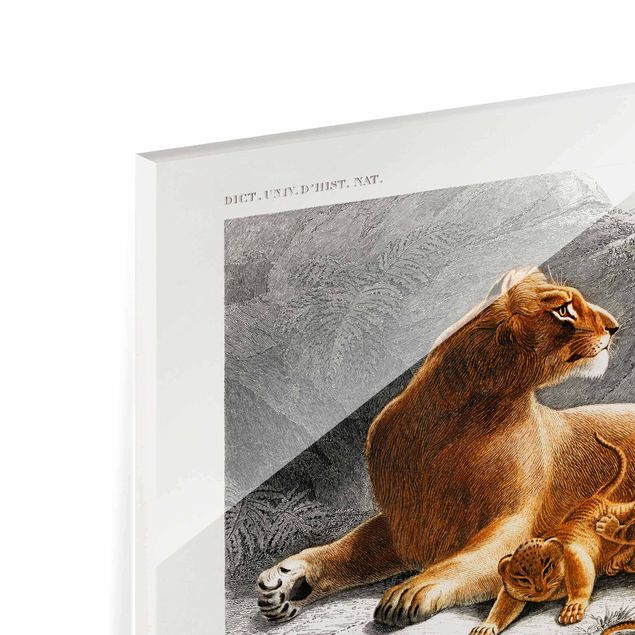 Obrazy krajobraz Tablica edukacyjna w stylu vintage Lwica z młodymi lwiątkami