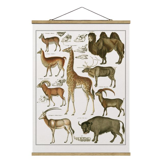 Obrazy zwierzęta Tablica edukacyjna w stylu vintage Żyrafa, wielbłąd i lama
