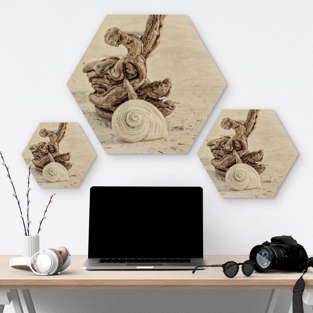 Obrazy na ścianę Biała skorupa ślimaka i drewno korzeniowe
