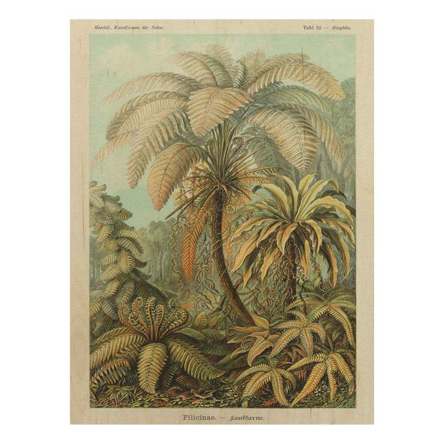 Obrazy Botanika Vintage Ilustracja paproci liściastych