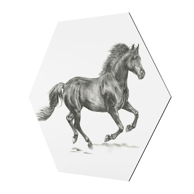 Czarno białe obrazki Studium dzikiego konia - ogier