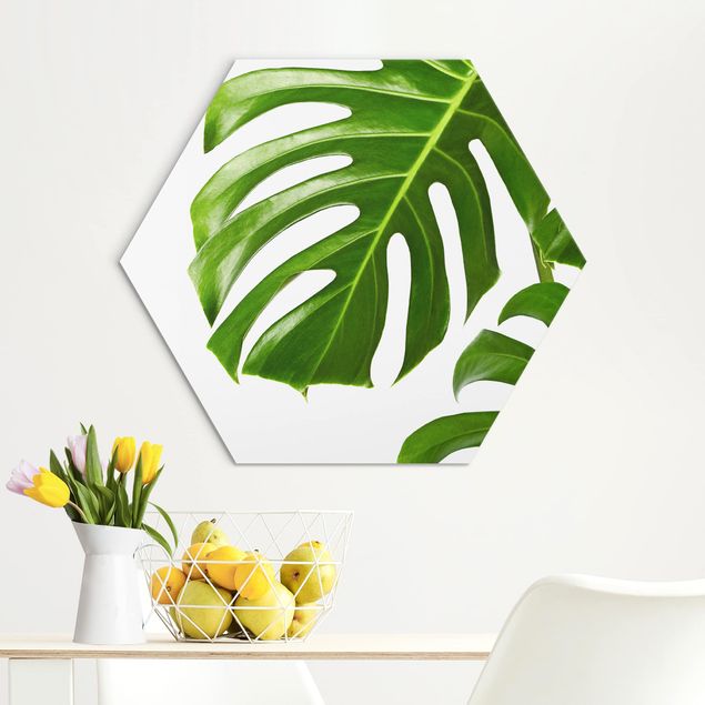 Obraz heksagonalny z Alu-Dibond - Monstera o zielonych liściach