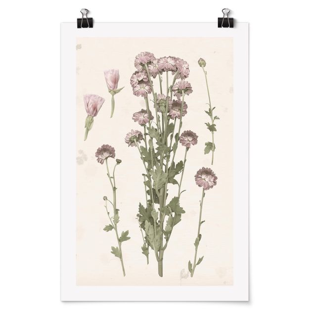 Obrazy vintage Herbarium w kolorze różowym I