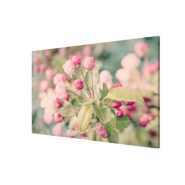 Obrazy nowoczesne Kwiat jabłoni bokeh różowy
