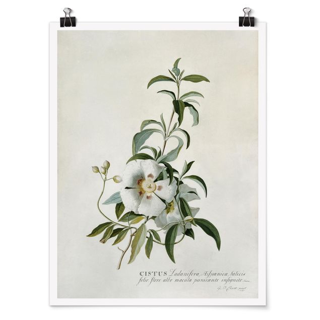 Obrazy motywy kwiatowe Georg Dionysius Ehret - Cistus Rose