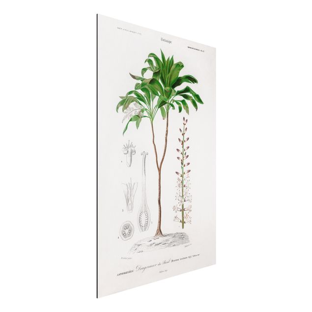 Dekoracja do kuchni Botanika Vintage Ilustracja tropikalnego drzewa palmowego