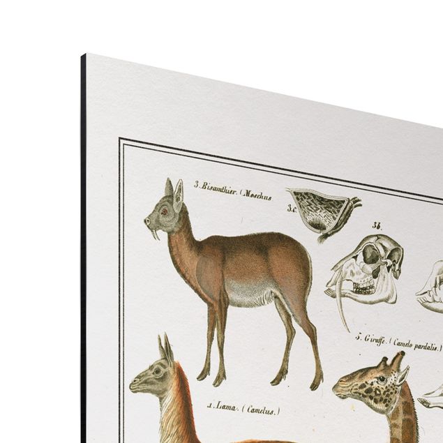Obrazy żyrafa Tablica edukacyjna w stylu vintage Żyrafa, wielbłąd i lama