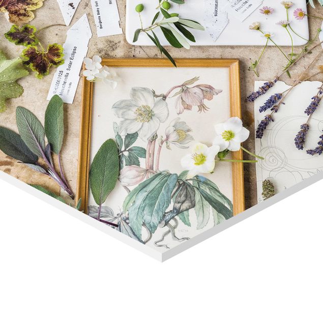 Obraz heksagonalny z Forex - Kwiaty i zioła ogrodowe Vintage