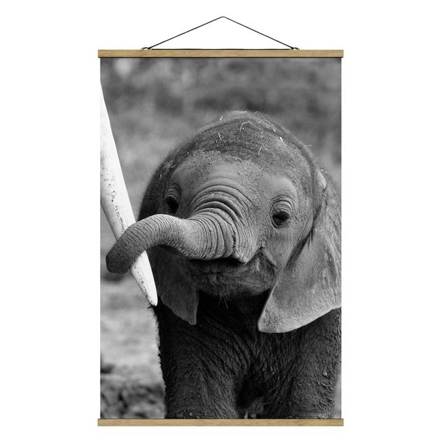 Obrazy zwierzęta Baby słoń