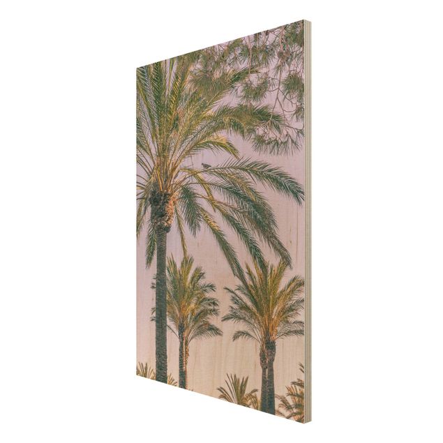 Obrazy na ścianę Palmy w promieniach zachodzącego słońca